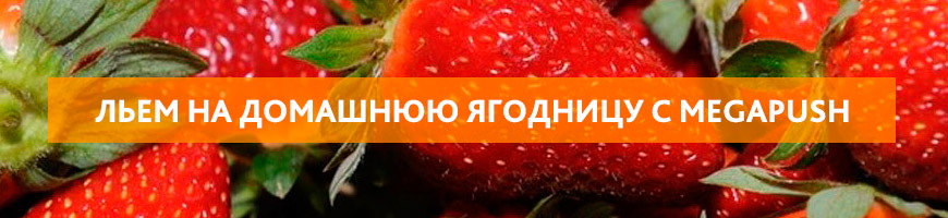 CPA Кейс: Слив на Домашнюю ягодницу с Мегапуш